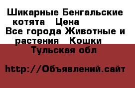 Шикарные Бенгальские котята › Цена ­ 25 000 - Все города Животные и растения » Кошки   . Тульская обл.